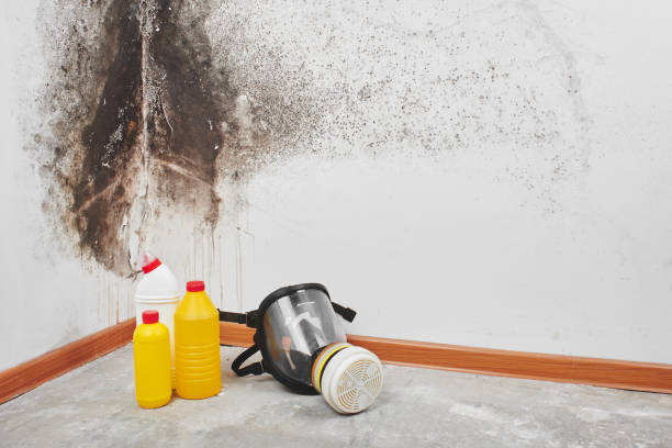 Best DIY Mold Remediation Support Services in Houston, PA