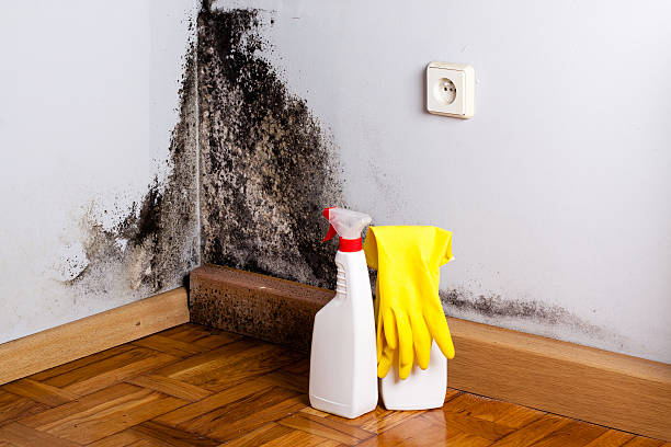 Best Black Mold Remediation in Houston, PA